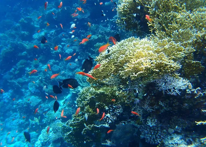 Szálloda Reef House *
